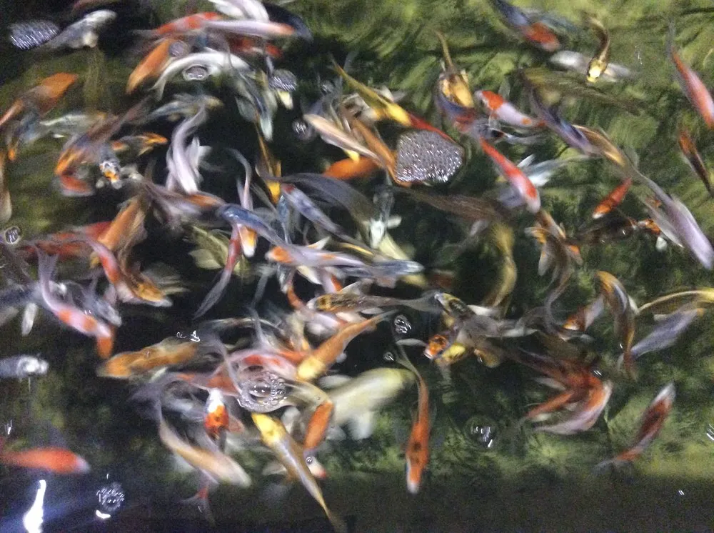 Reliable lawn mowing service in Riviera Beach, FL by Koi Smart