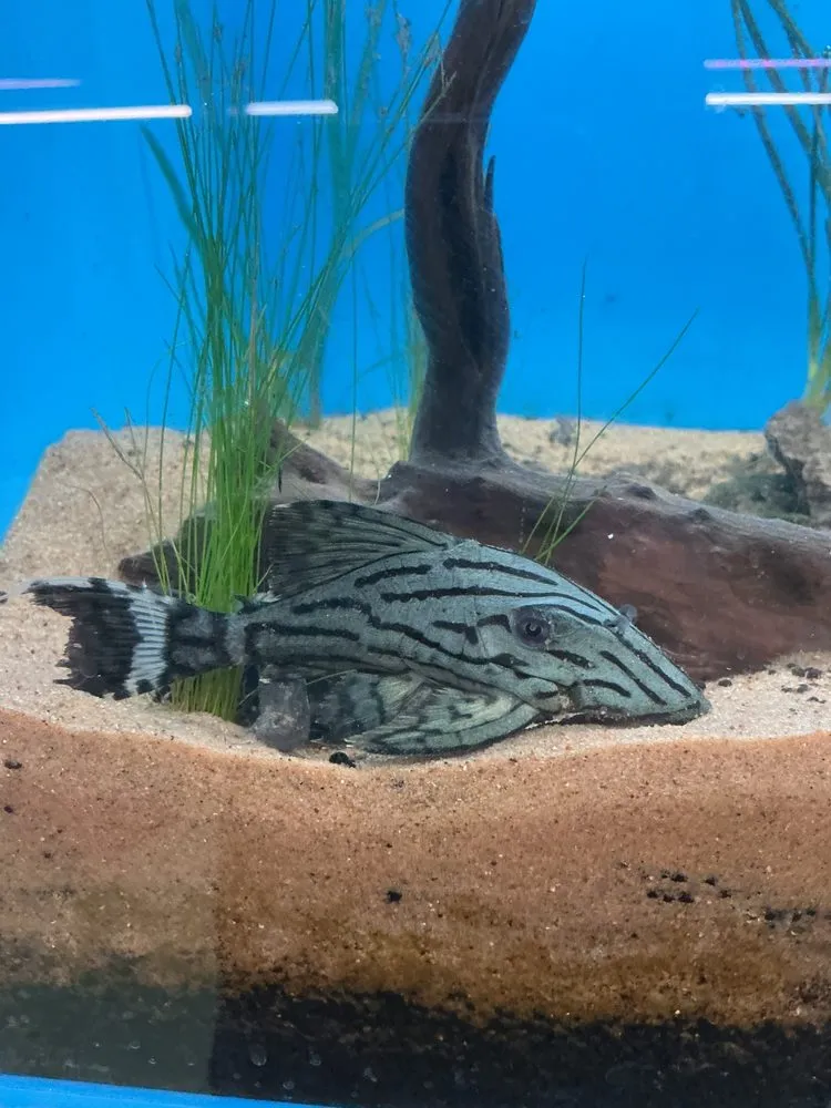 Top-rated landscaping services in Riviera Beach, FL - Koi Smart