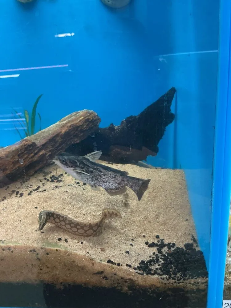 Professional lawn care service for outdoor upgrades across Riviera Beach, FL - Koi Smart