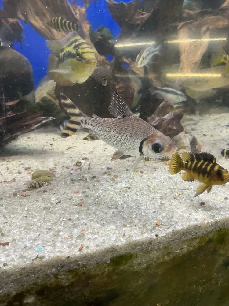 Reliable yard maintenance in Riviera Beach, FL - Koi Smart