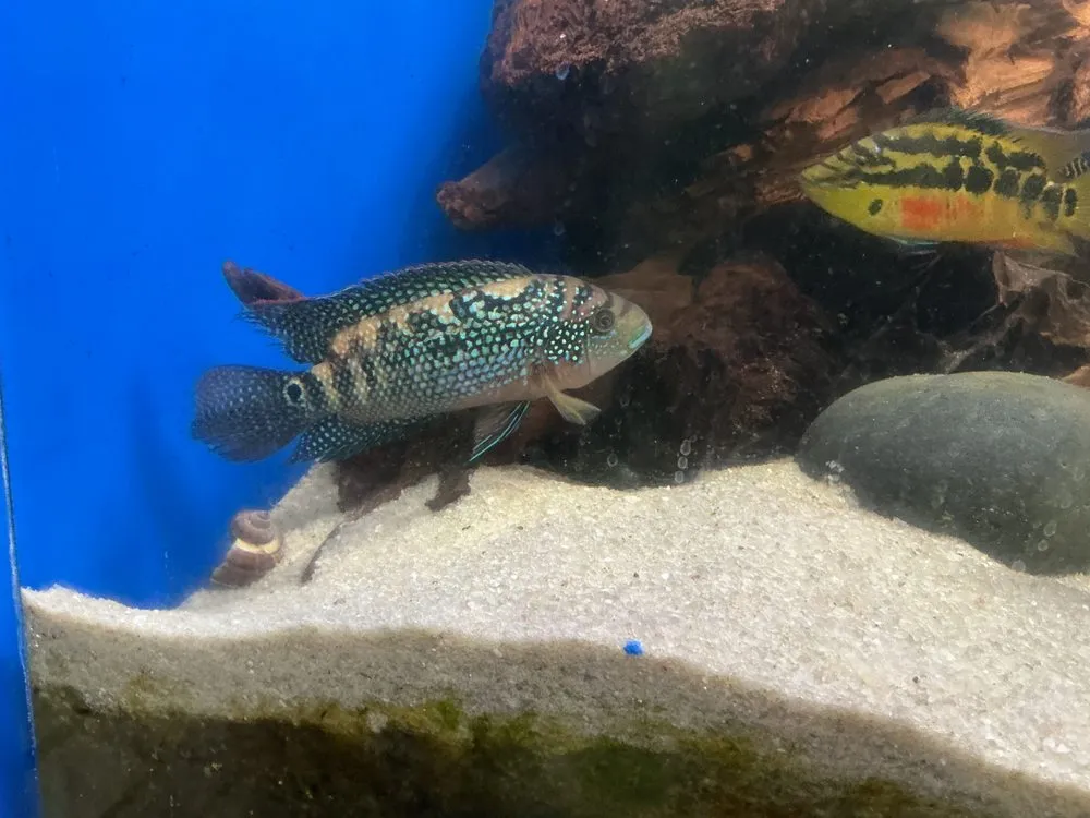 Affordable lawn mowing service in Riviera Beach, FL by Koi Smart