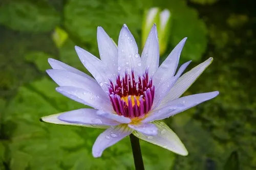 Reliable lawn mowing service for homes in Riviera Beach, FL by Koi Smart