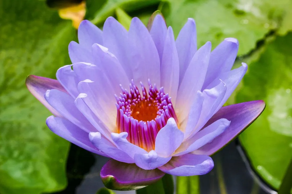 Expert yard cleanup service for homes in Riviera Beach, FL by Koi Smart