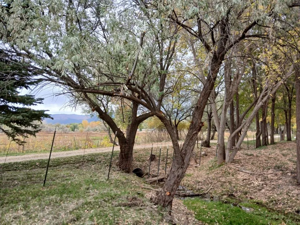 Top-rated lawn mowing service near you in El Prado, NM by KoKo Palla Property Services