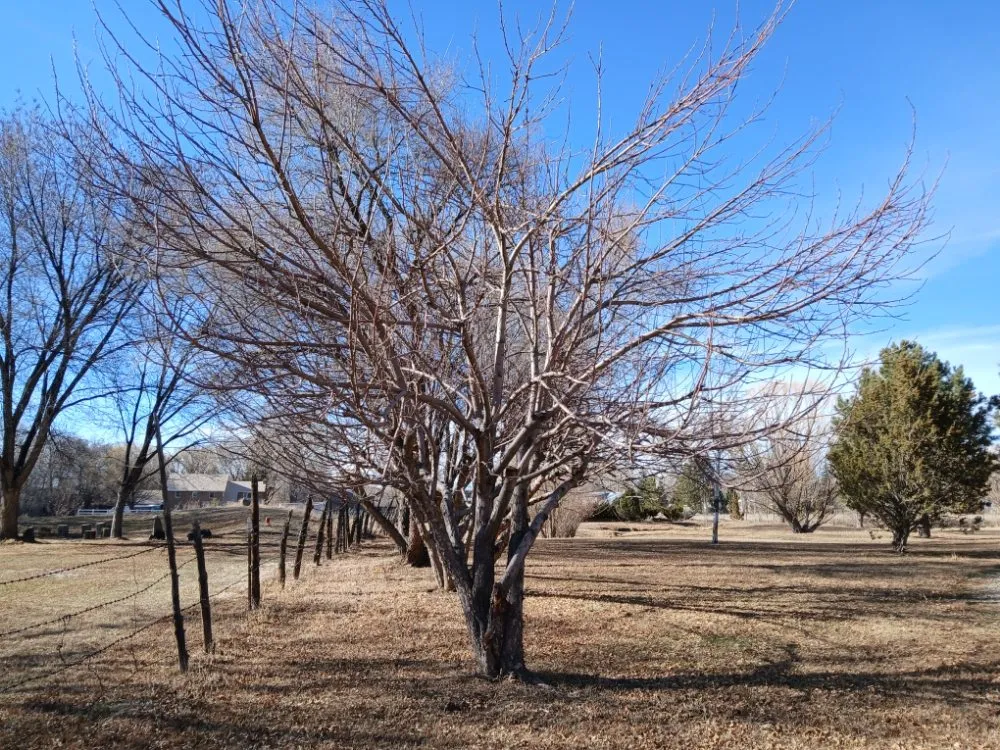 Trusted residential landscaping in El Prado, NM by KoKo Palla Property Services