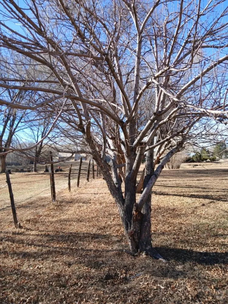 Professional outdoor landscaping for year-round maintenance in El Prado, NM by KoKo Palla Property Services