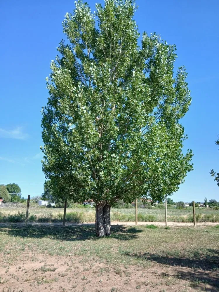Top-rated outdoor landscaping experts serving El Prado, NM - KoKo Palla Property Services