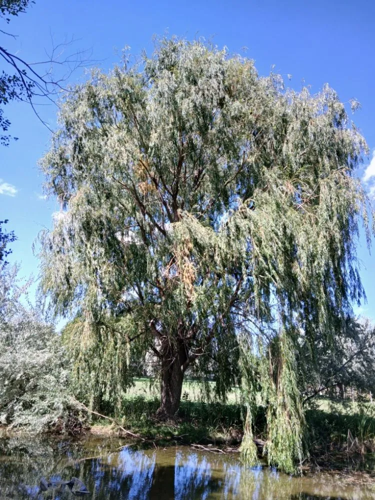 Top-rated residential landscaping in El Prado, NM - KoKo Palla Property Services
