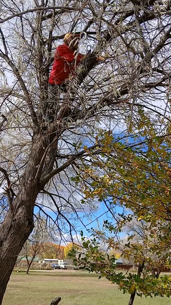 Reliable yard maintenance in El Prado, NM - KoKo Palla Property Services