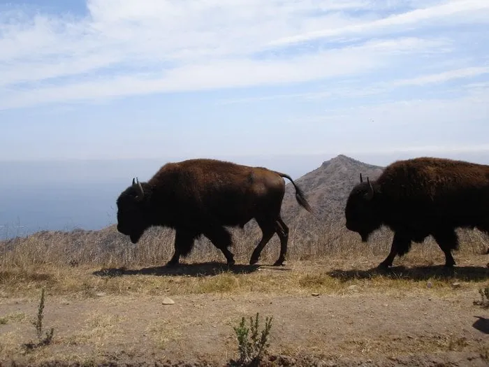 Trusted landscaping services for homes across Downey, CA - Kokonut Lawn Care