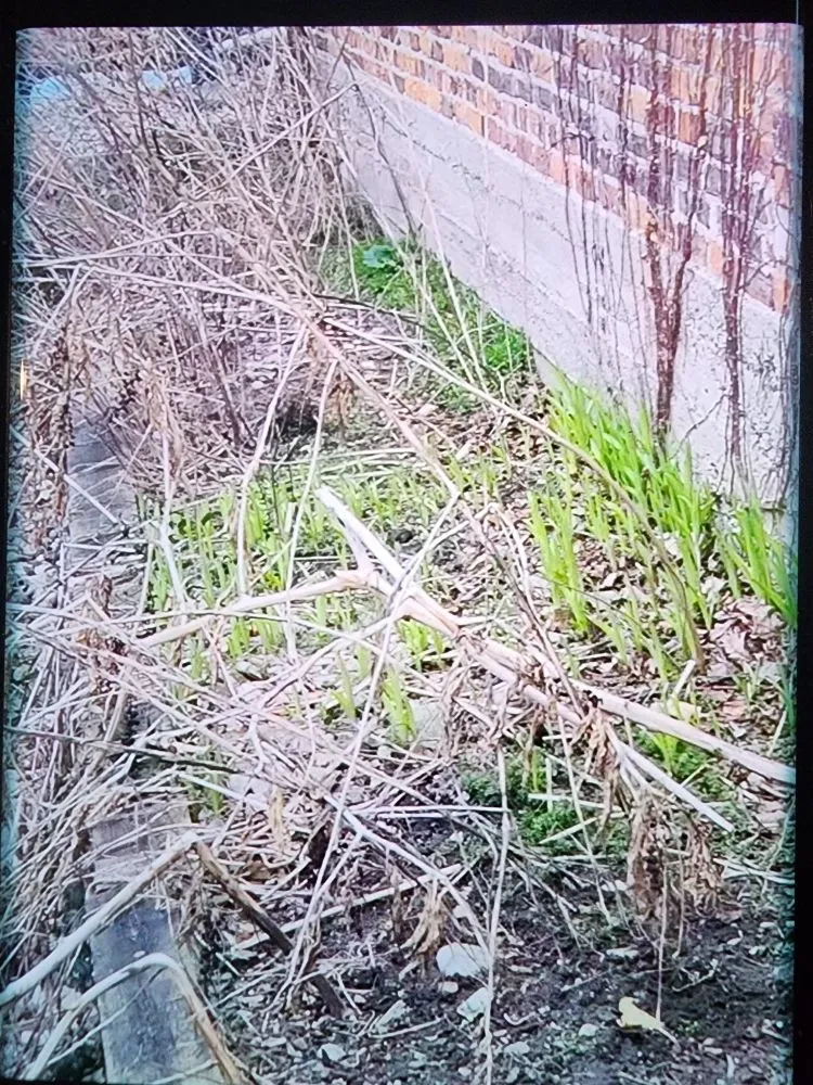 Expert lawn mowing service in Fenton, MI by Kolar Creek Lawn Care And Landscaping Services