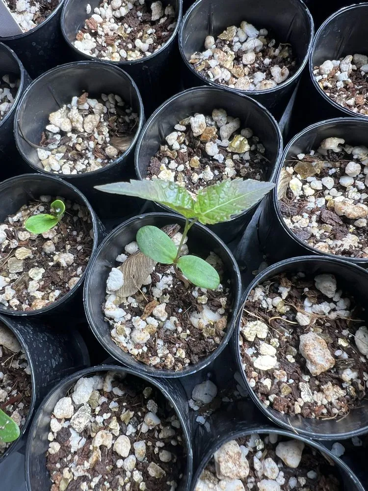 Expert garden landscaping experts serving Sandwich, MA - Kolb Custom Land Services