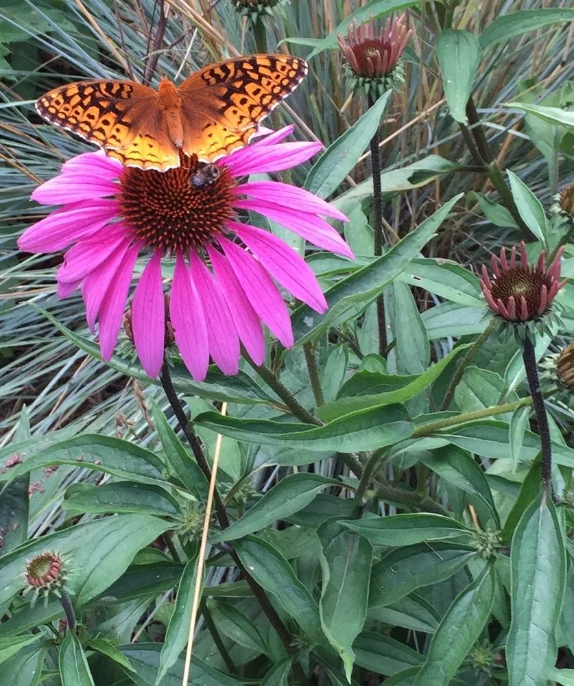 Expert lawn care service for beautiful yards in Sandwich, MA by Kolb Custom Land Services