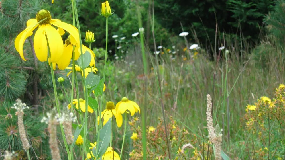 Local outdoor landscaping in Sandwich, MA by Kolb Custom Land Services