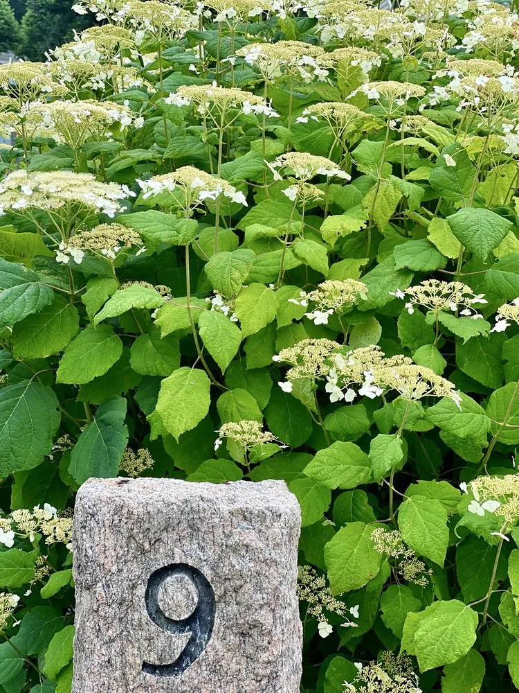 Trusted yard cleanup service experts serving Sandwich, MA - Kolb Custom Land Services