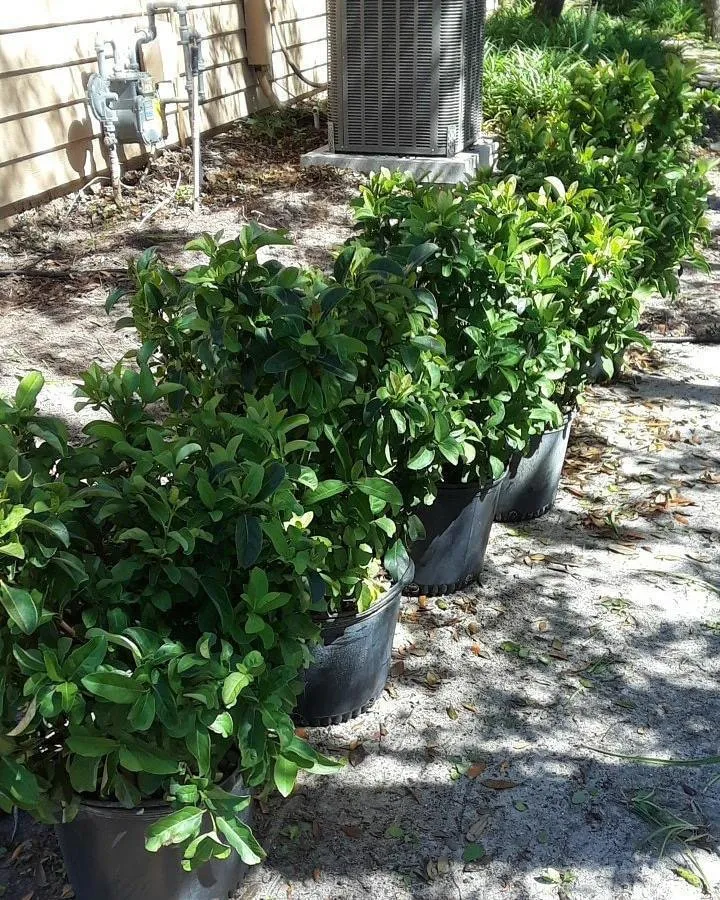Professional landscape installation in Ormond Beach, FL - Kolb Maintenance