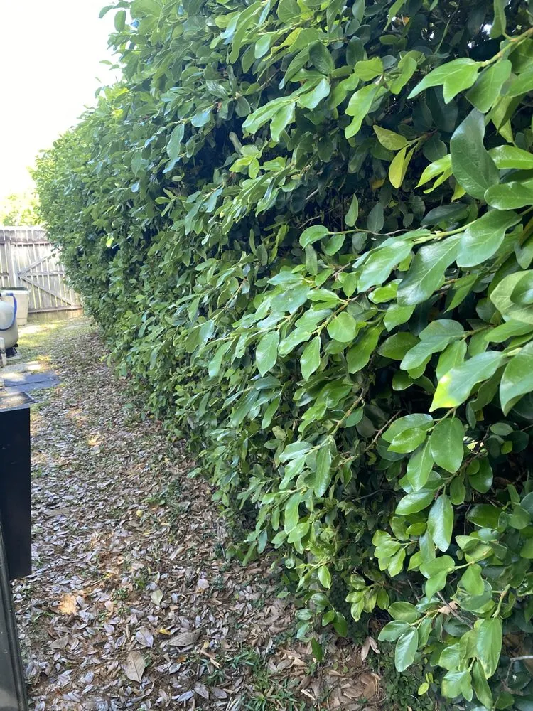 Custom lawn care service for outdoor upgrades in Ormond Beach, FL by Kolb Maintenance