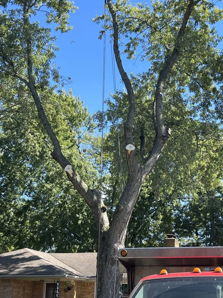 Top-rated yard cleanup service with custom design across Oregon, OH - Komon’s Lawn & Tree Service