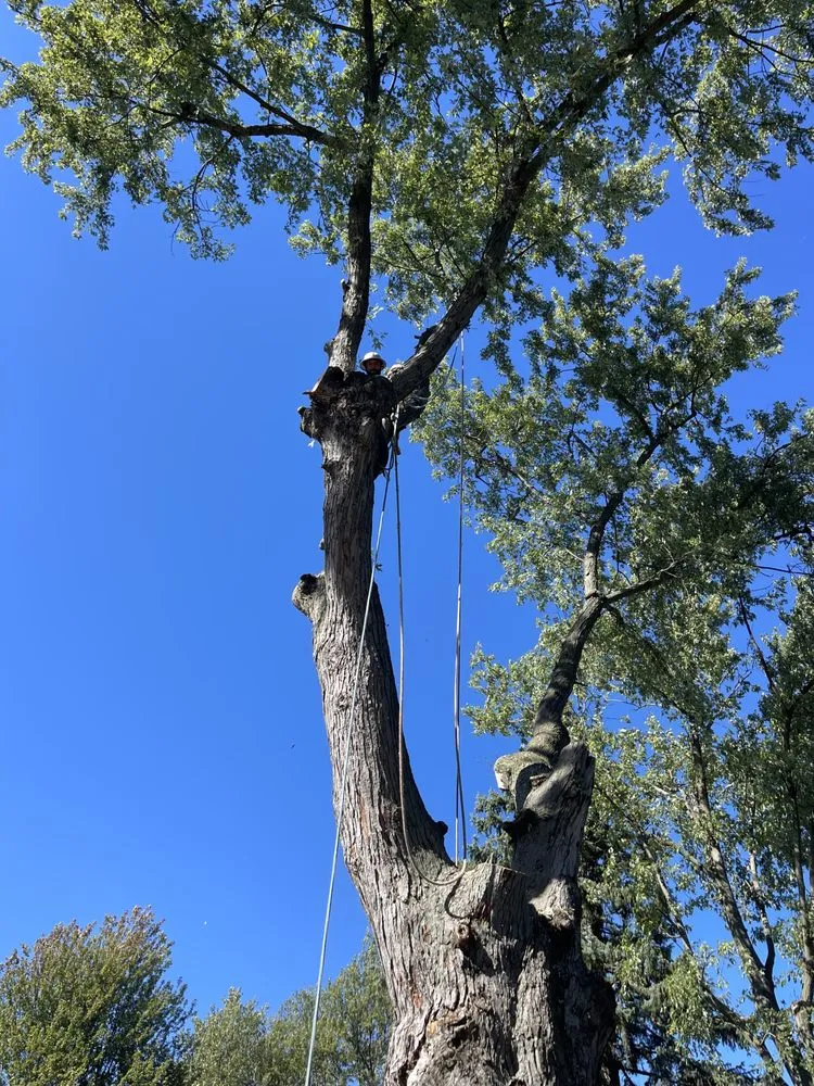 Trusted outdoor landscaping experts serving Oregon, OH - Komon’s Lawn & Tree Service