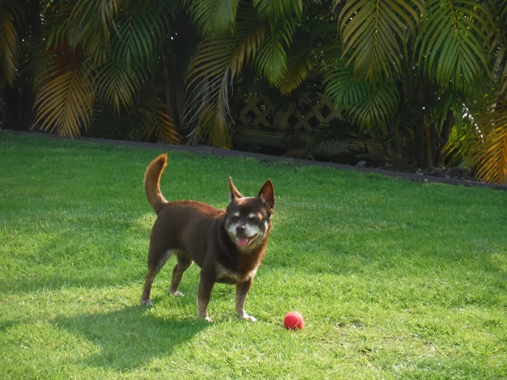 Top-rated lawn care service for outdoor upgrades in Kailua-Kona, HI by Kona Hillscapes