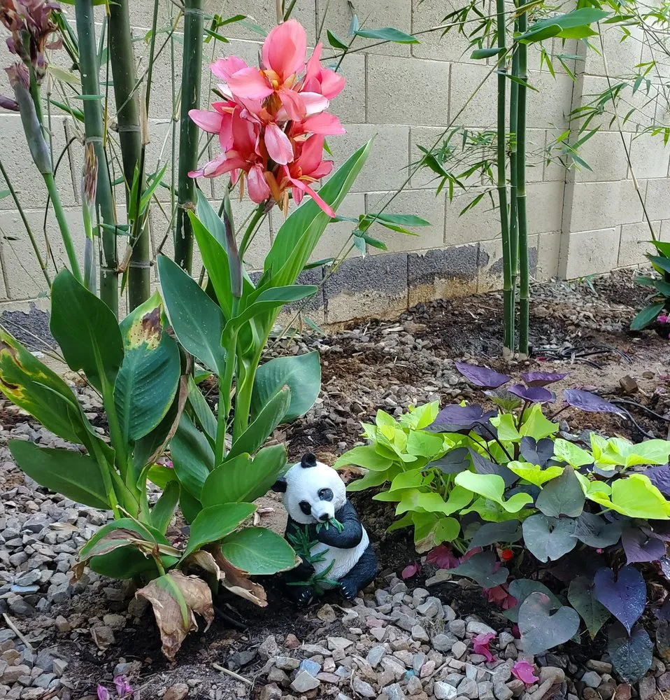 Affordable yard maintenance experts serving Tempe, AZ - Kona Land & Water Escape