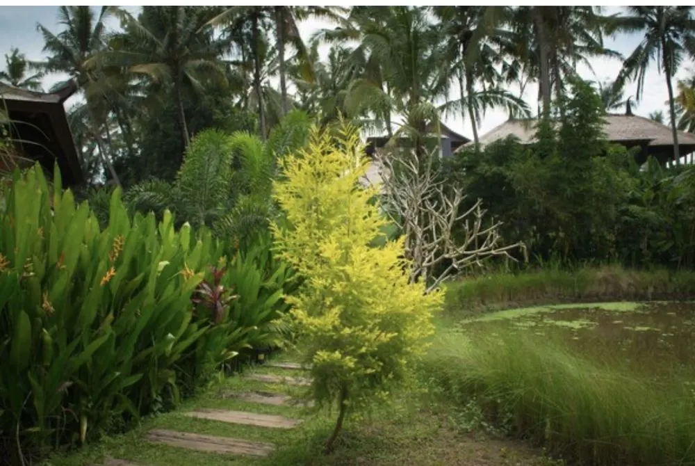 Local landscape installation experts serving Kailua Kona, HI - Kona Side Gardening