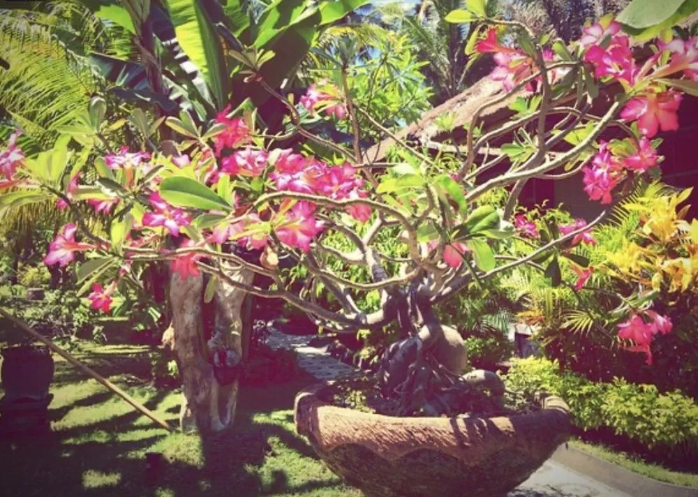 Top-rated landscape design experts serving Kailua Kona, HI - Kona Side Gardening
