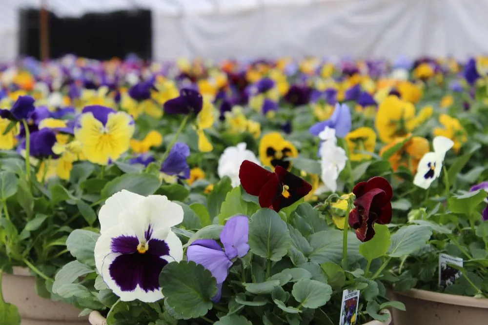 Top-rated yard cleanup service in Andover, MA - Konjoian's Greenhouses & Landscape Solutions