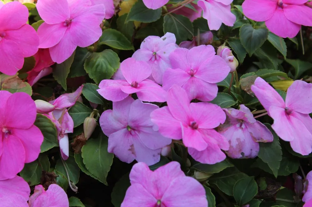 Top-rated yard cleanup service in Andover, MA by Konjoian's Greenhouses & Landscape Solutions