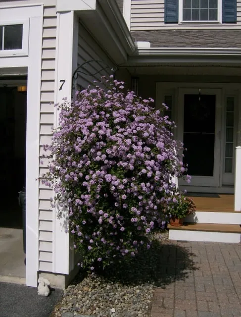 Trusted yard maintenance for homes in Andover, MA by Konjoian's Greenhouses & Landscape Solutions