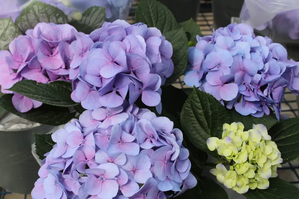 Affordable landscape installation for beautiful yards in Andover, MA by Konjoian's Greenhouses & Landscape Solutions