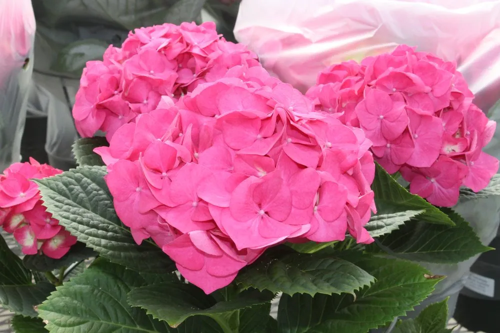 Local landscape design for outdoor upgrades across Andover, MA - Konjoian's Greenhouses & Landscape Solutions