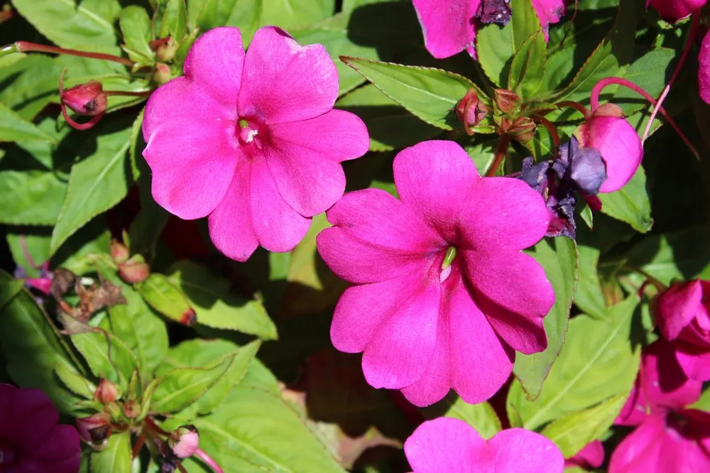 Affordable yard maintenance in Andover, MA - Konjoian's Greenhouses & Landscape Solutions