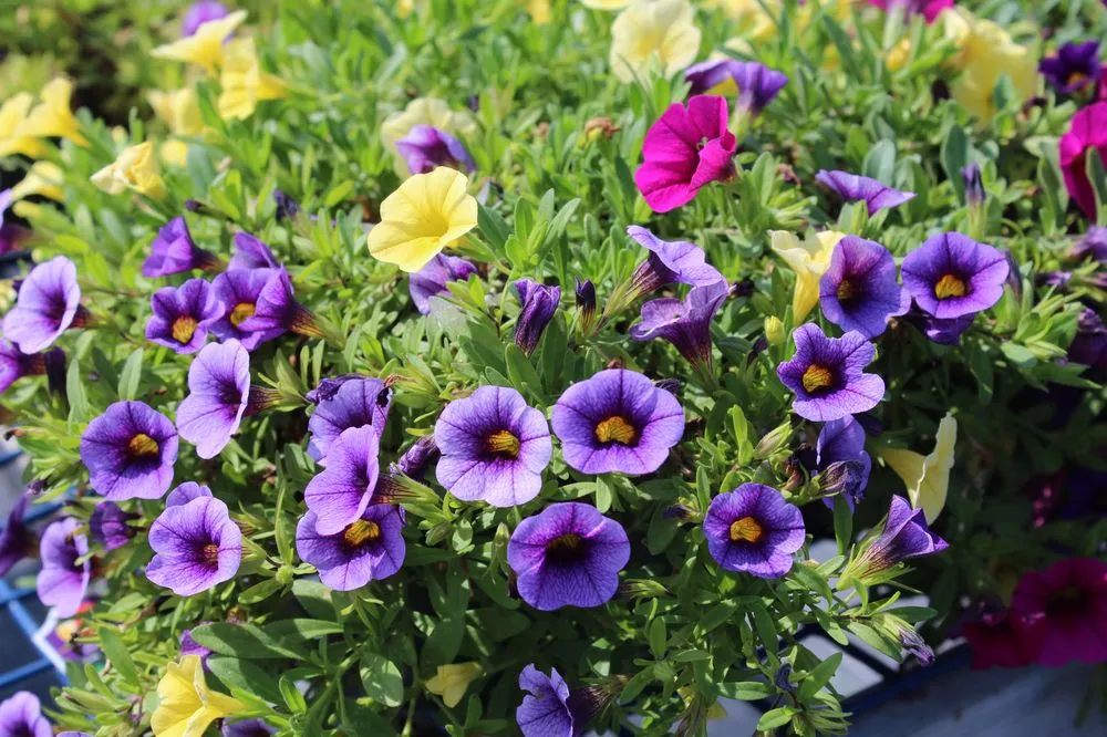 Custom garden landscaping in Andover, MA by Konjoian's Greenhouses & Landscape Solutions