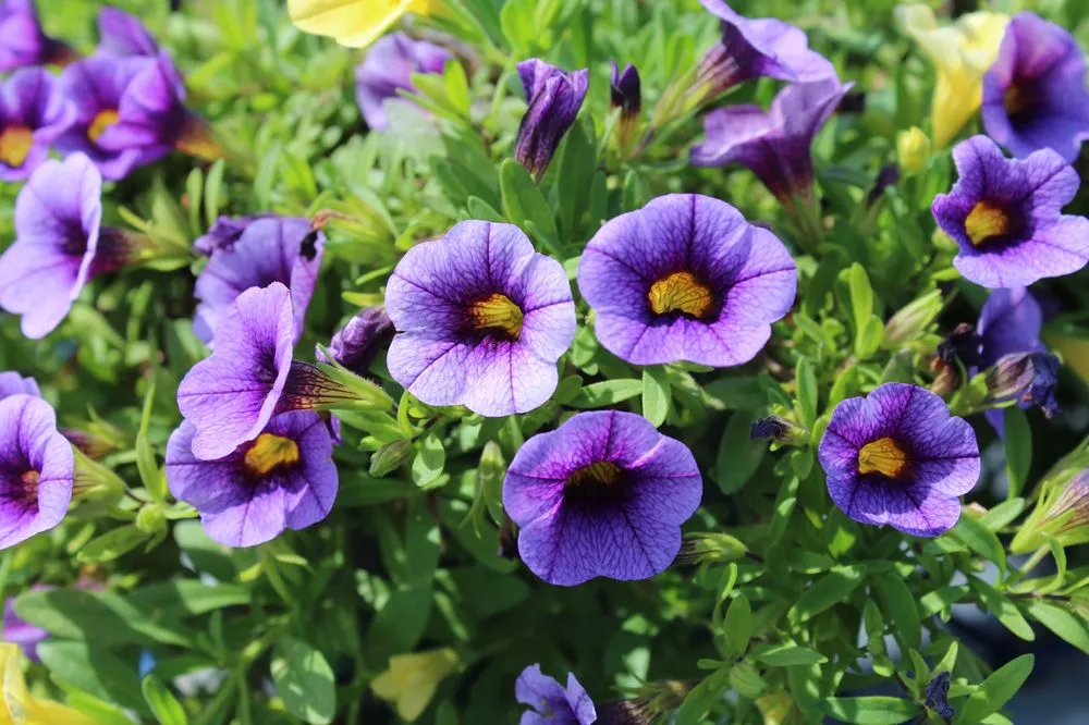 Local yard maintenance in Andover, MA - Konjoian's Greenhouses & Landscape Solutions