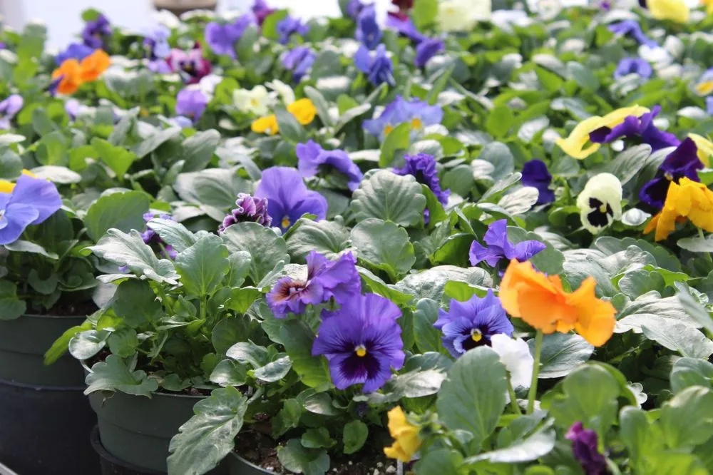 Custom landscape installation for year-round maintenance in Andover, MA by Konjoian's Greenhouses & Landscape Solutions