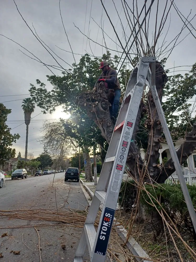 Expert outdoor landscaping experts serving San José, CA - Konoha Landscaping