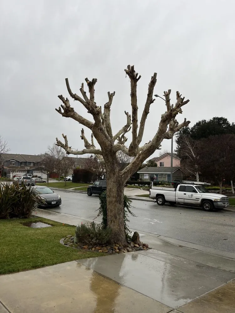 Local outdoor landscaping experts serving San José, CA - Konoha Landscaping