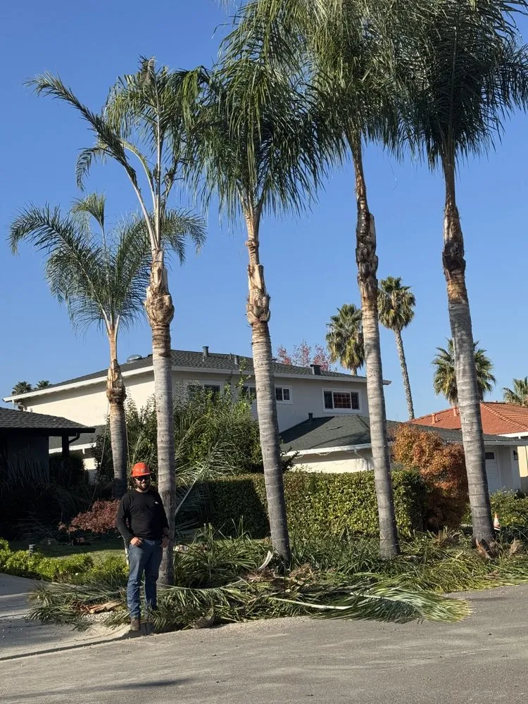 Trusted outdoor landscaping in San José, CA - Konoha Landscaping