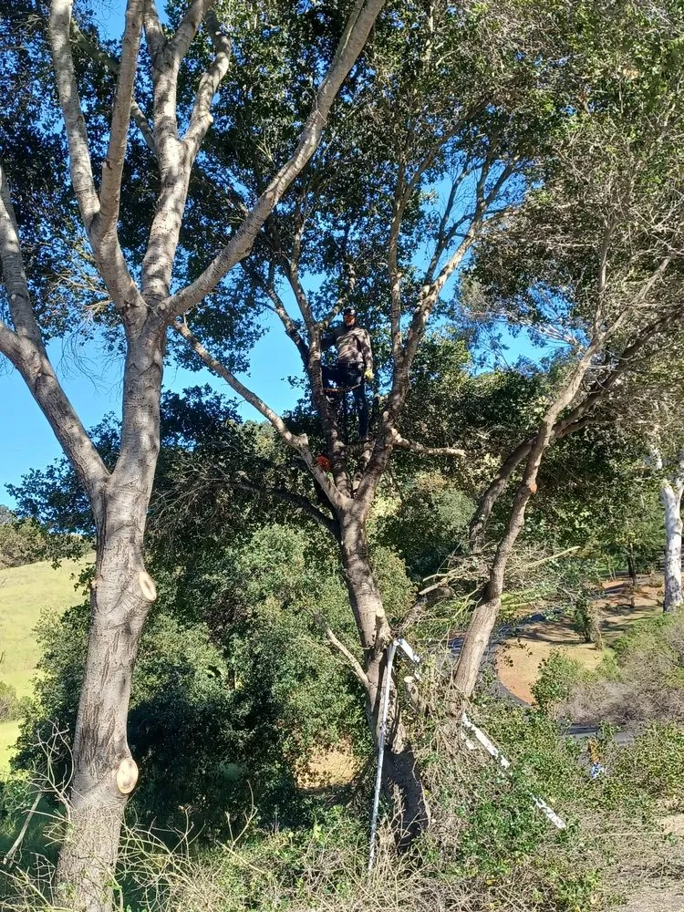 Custom landscape installation for year-round maintenance across San José, CA - Konoha Landscaping