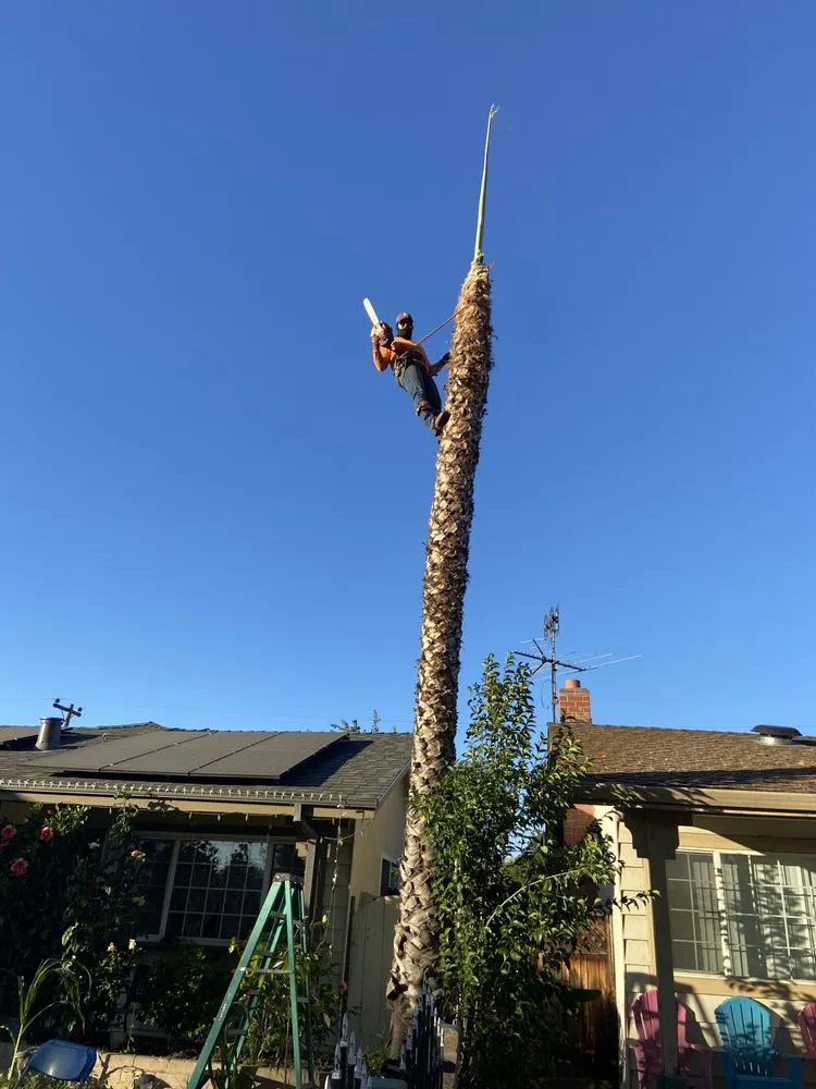 Expert landscape design in San José, CA by Konoha Landscaping