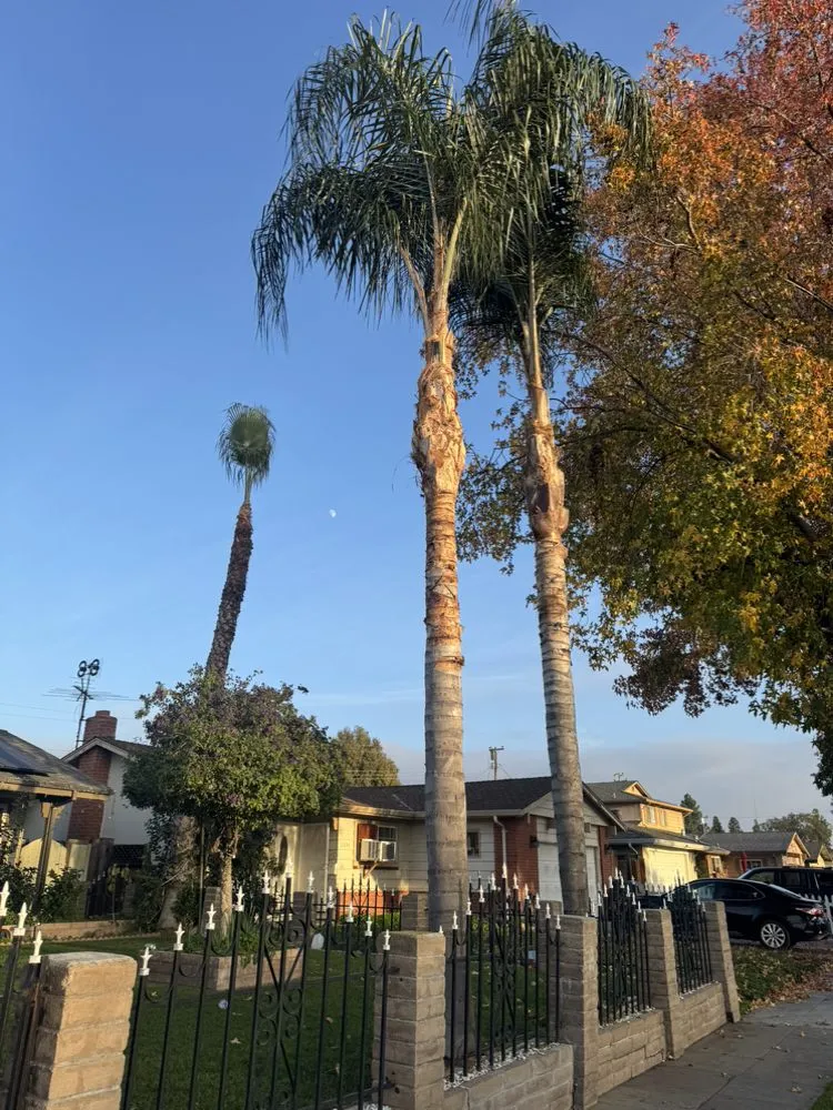 Affordable lawn care service experts serving San José, CA - Konoha Landscaping