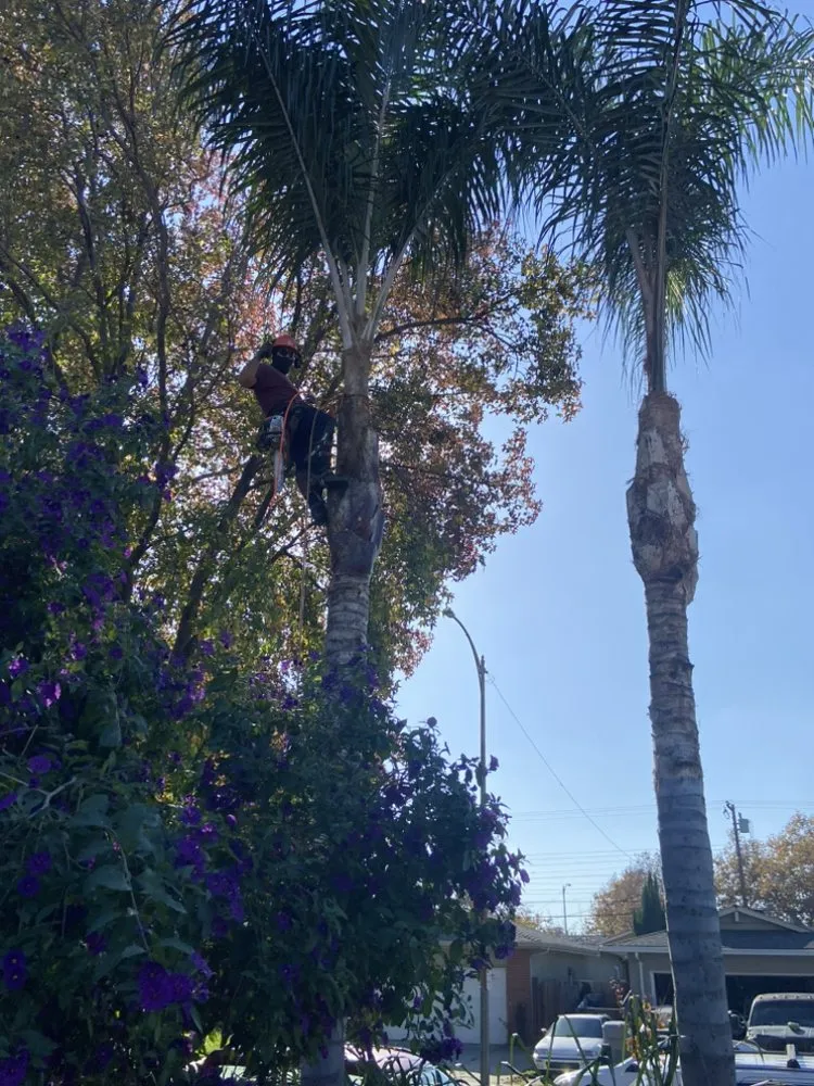 Top-rated residential landscaping for homes in San José, CA by Konoha Landscaping