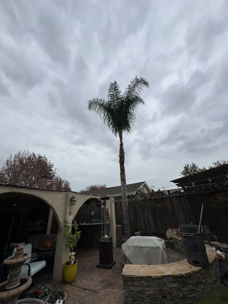 Local yard cleanup service near you in San José, CA by Konoha Landscaping