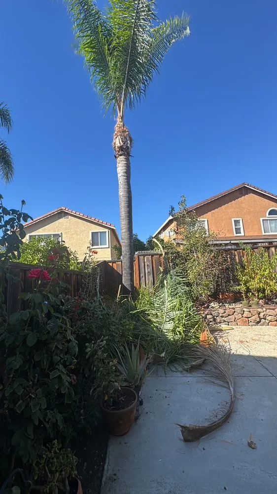 Local lawn mowing service for year-round maintenance in San José, CA by Konoha Landscaping