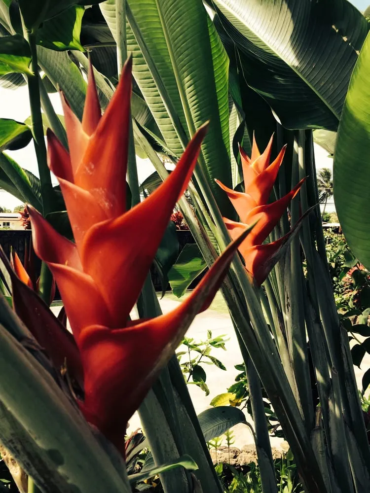 Trusted yard cleanup service experts serving Kailua, HI - Koolau Landscaping