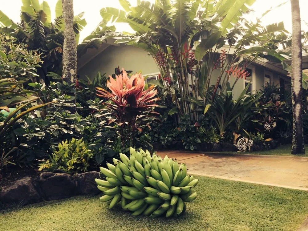 Expert landscaping services in Kailua, HI - Koolau Landscaping