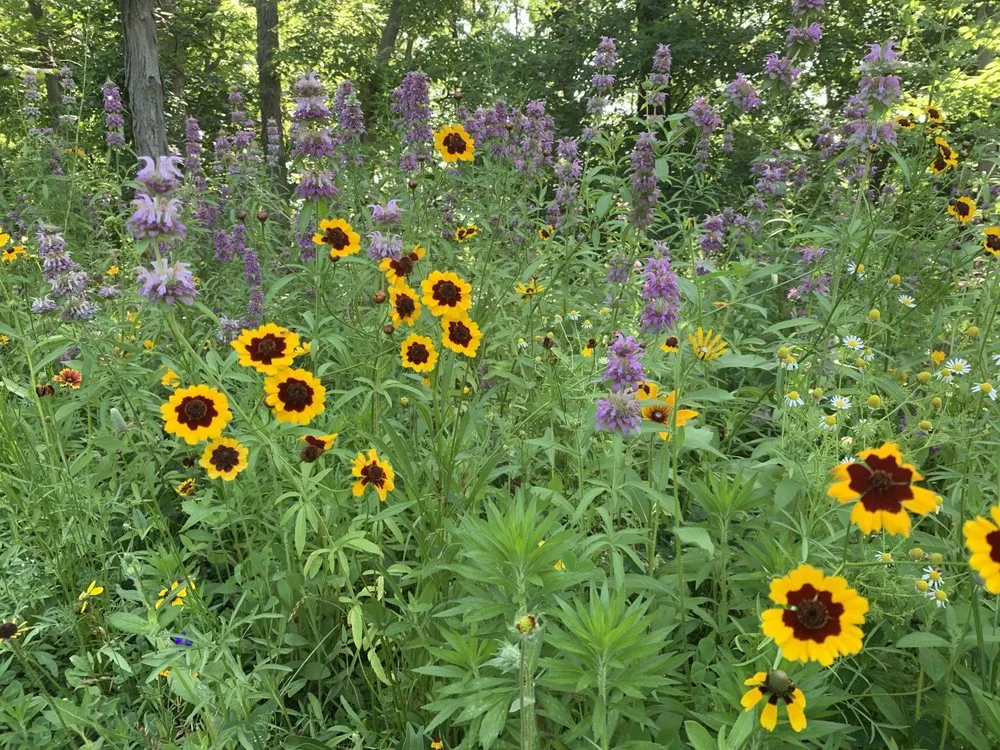 Reliable lawn care service experts serving Louisville, KY - Korfhage Landscape & Designs