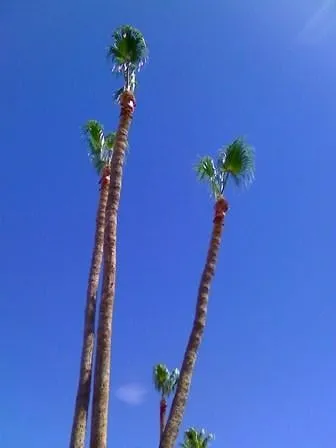 Professional yard cleanup service in Glendale, AZ by KO's Landscaping