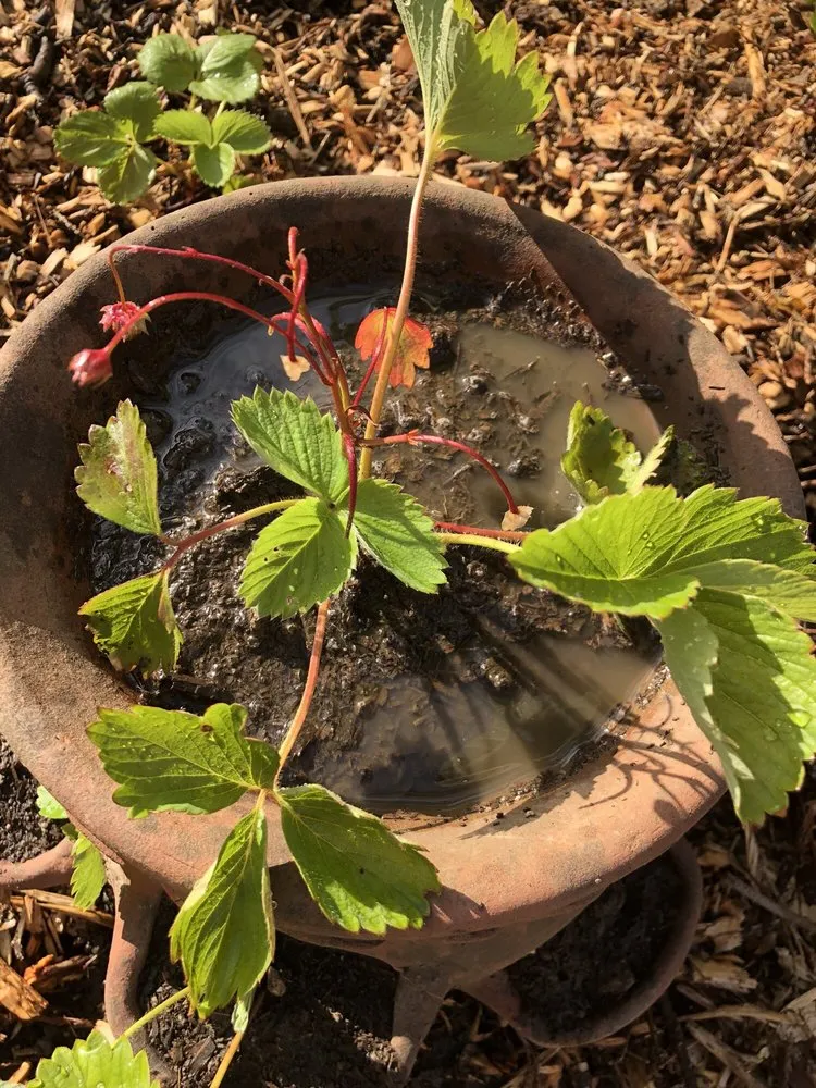 Local lawn mowing service near you across Portland, OR - Kosher Eric Fertilizer